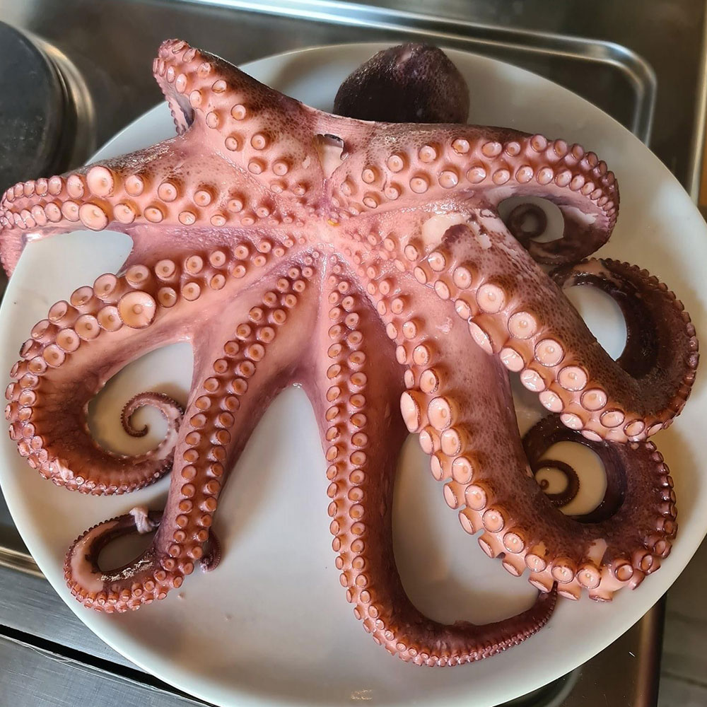 Ein frischer Oktopus auf einem weißem Teller in freudiger Erwartung verspeist zu werden